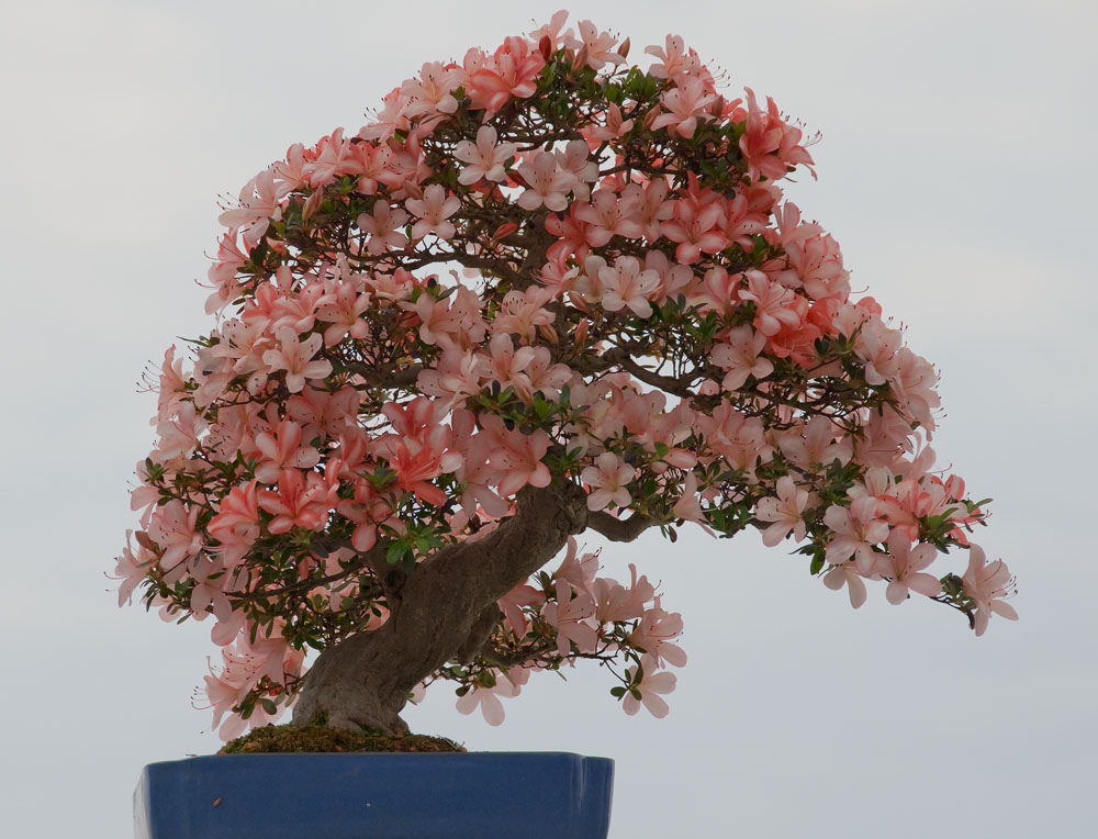 Bonsai