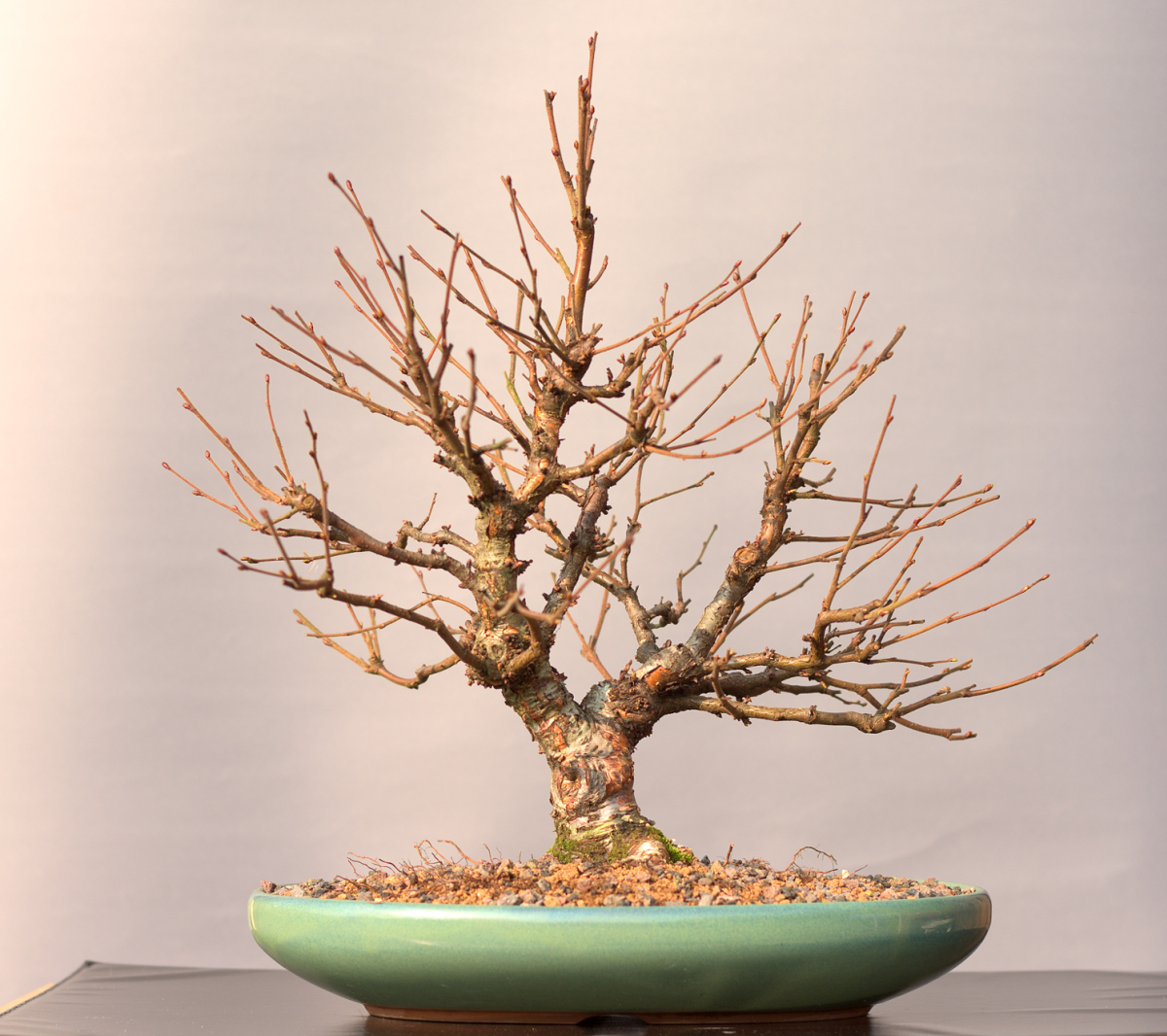 Bonsai_Birke_Winter.jpg