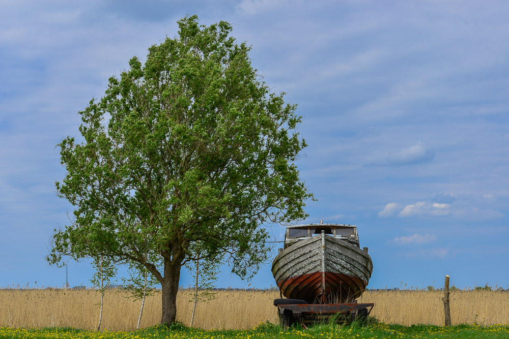 Boot und Baum