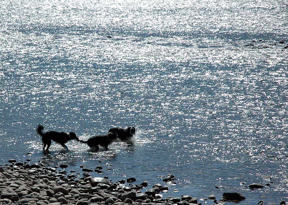 Border Collies im Bow River
