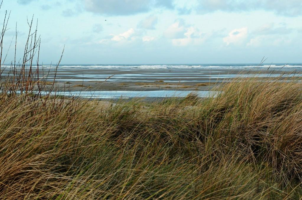 Borkum: Außendünen/Vorland am Nordstrand/Höhe Seeblick (MHX 6590AKUSMx)