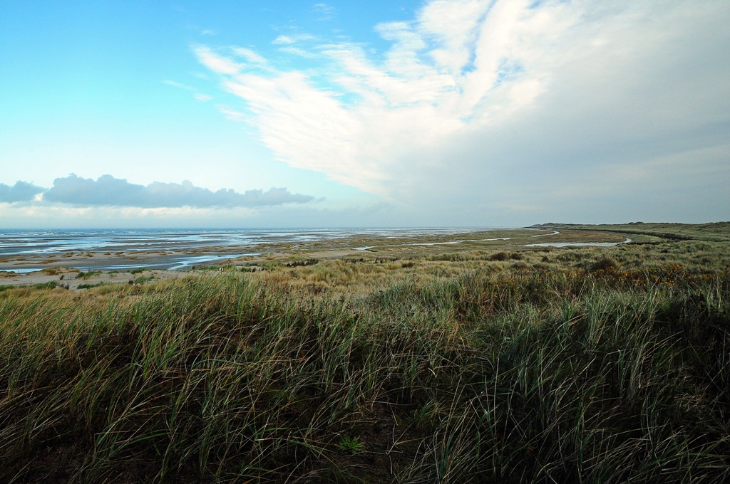 Borkum: Außendünen/Vorland Höhe Sturmeck (MHX 6578autoUSMx)