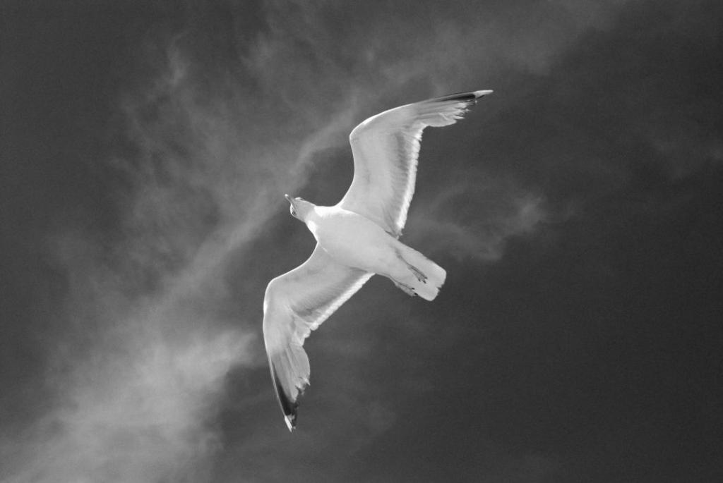 Borkum Möwe