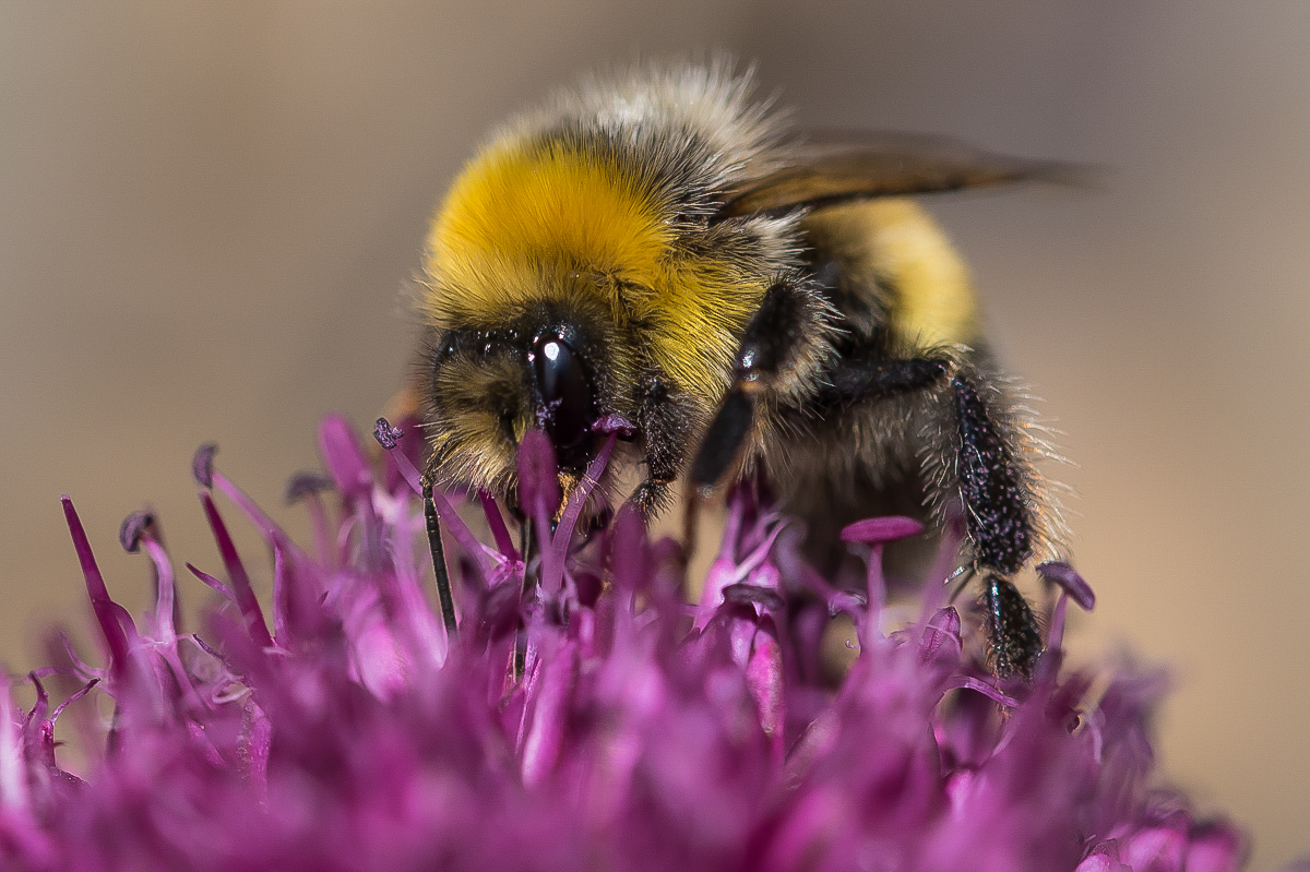 Borstenhummel (1 von 1).JPG
