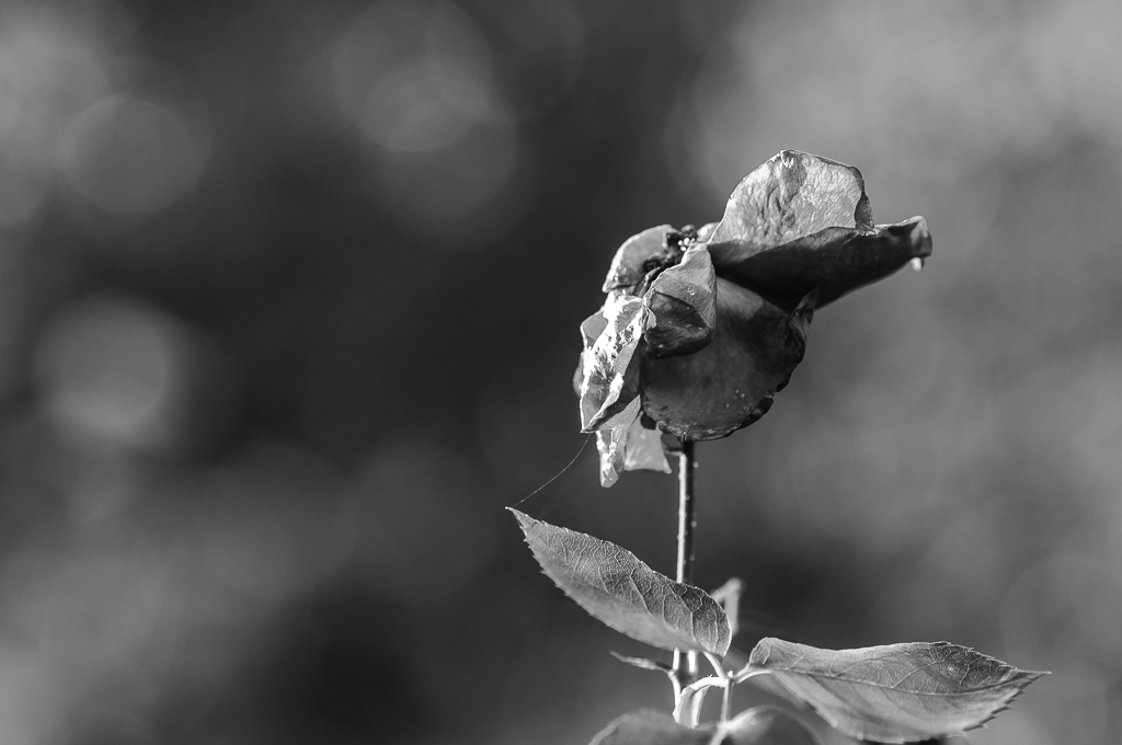 Botanisch 2