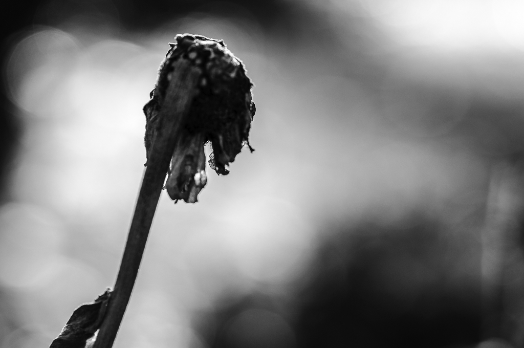 Botanisch 3