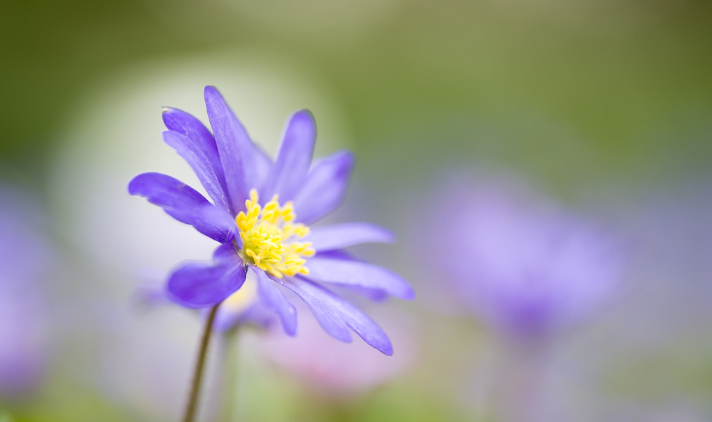 Botanisch 5