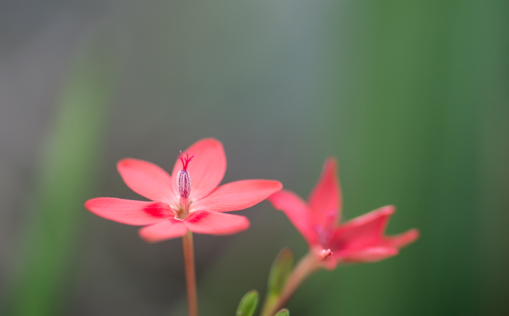 Botanisch 6