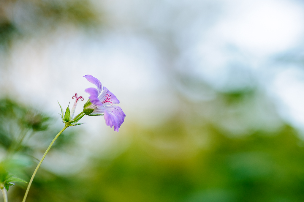 Botanisch