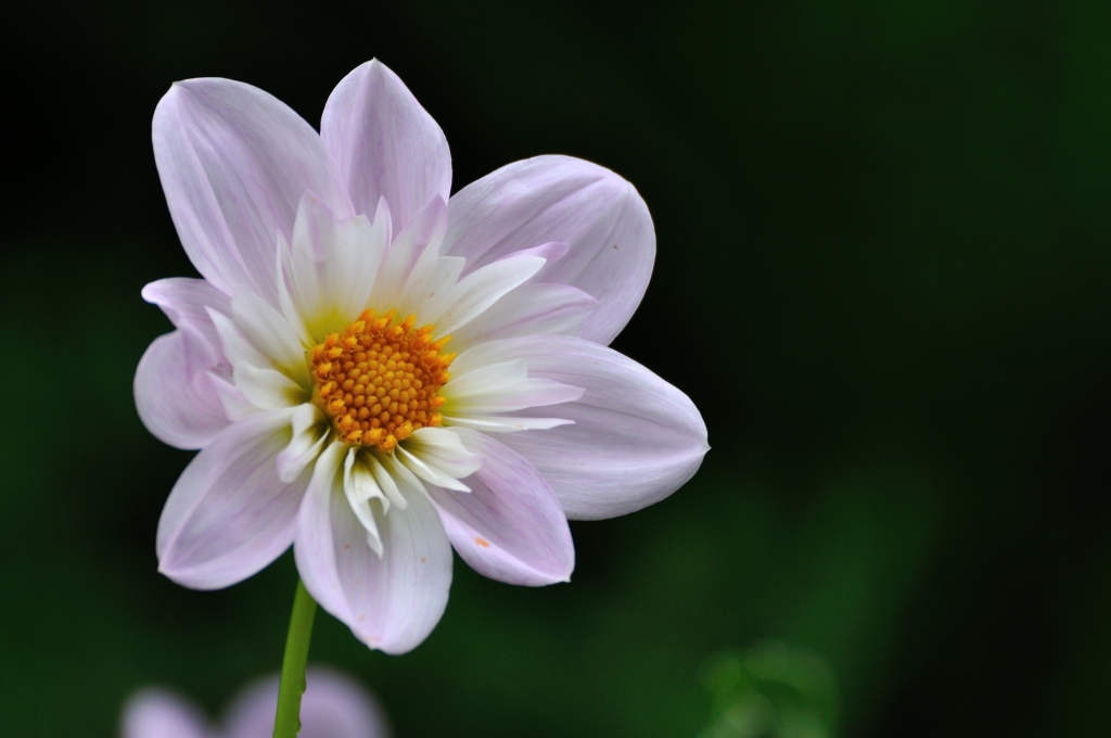 Botanischer Garten 1