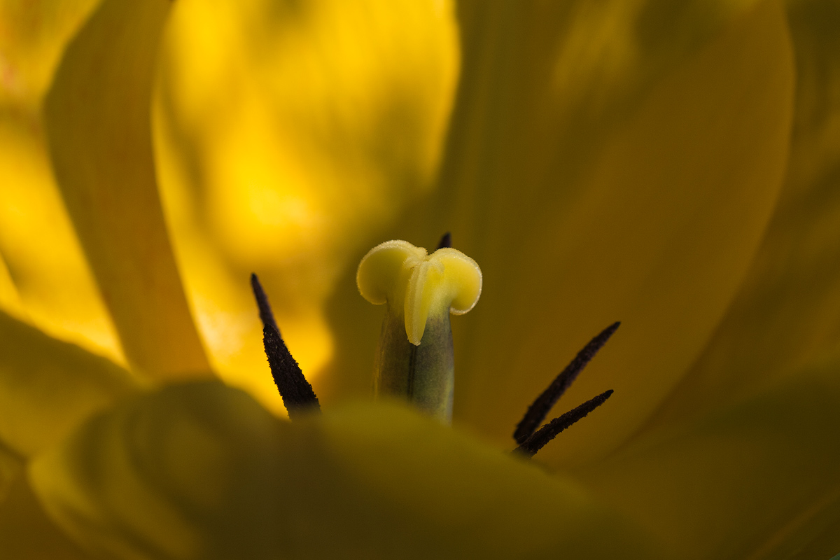Botanischer Garten Erlangen 2017