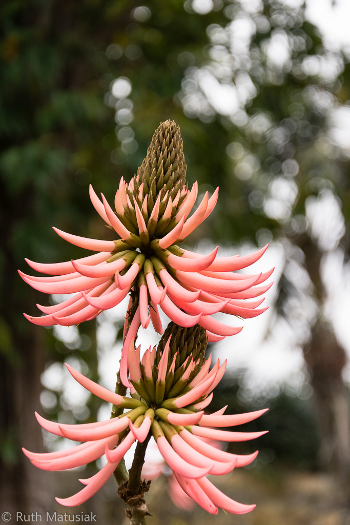 Botanischer Garten, Tenerife