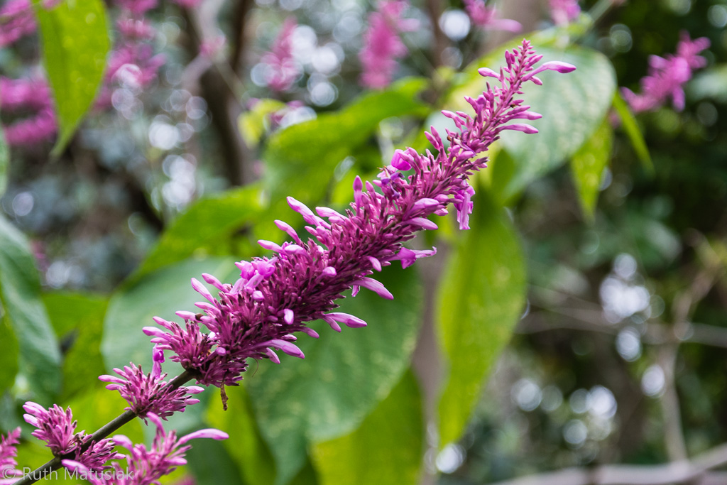 Botanischer Garten, Tenerife