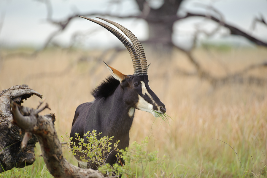 Botswana 2011 SPE 1880 NFF