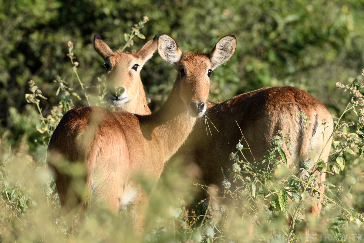 Botswana 2018 SPE 0114