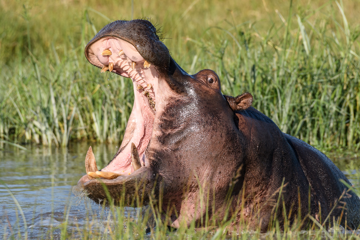 Botswana 2018 SPE 7232