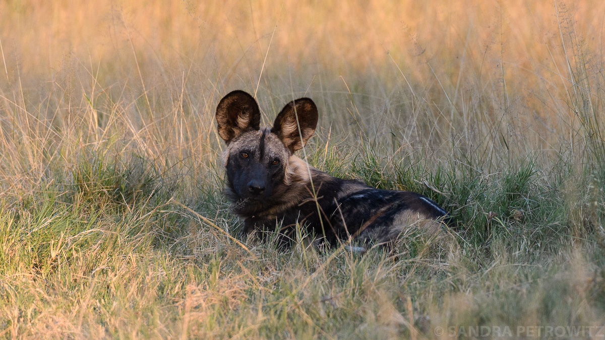 Botswana 2018 SPE 7393