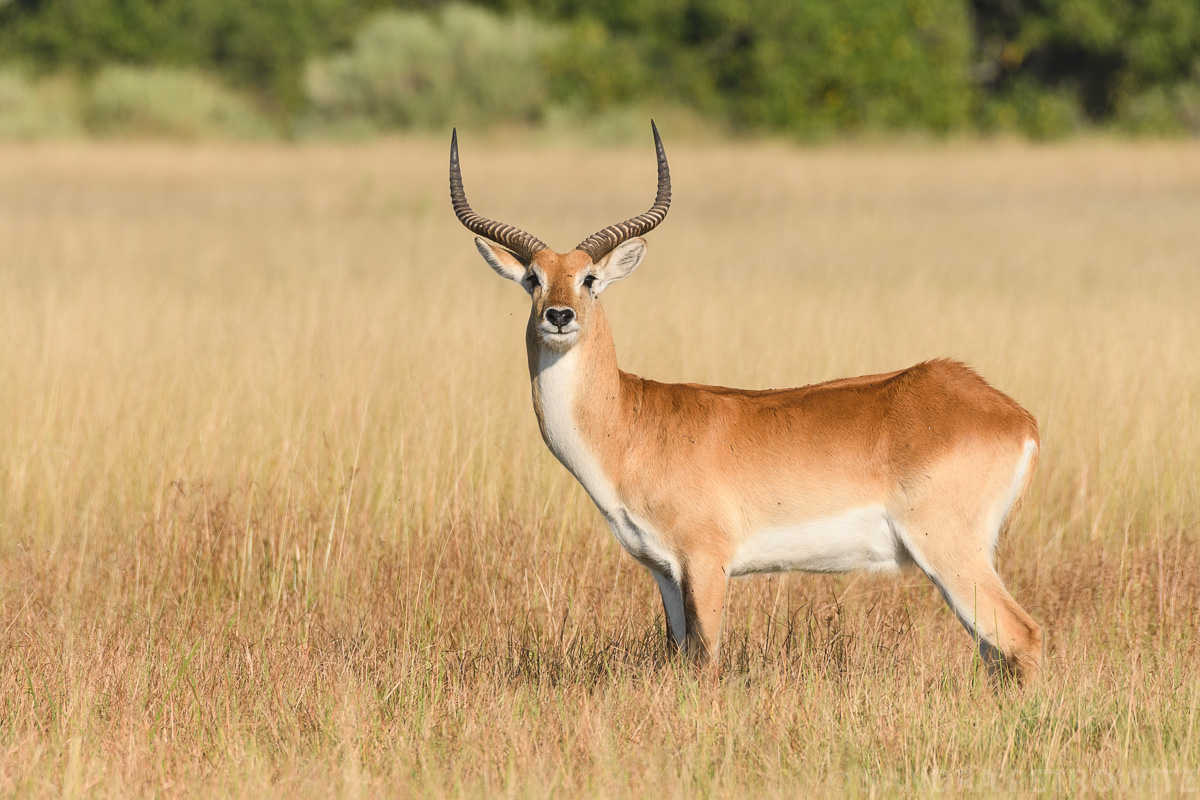 Botswana 2018 SPE 7535