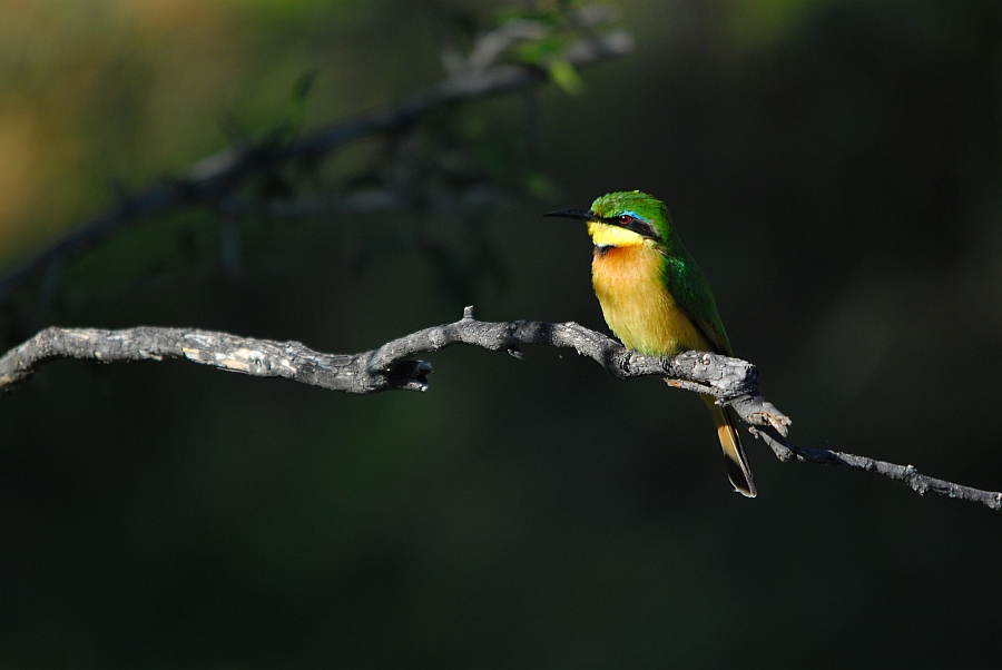 botswana beeeater