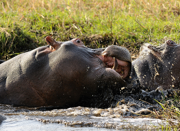 Botswana Chobe September 09