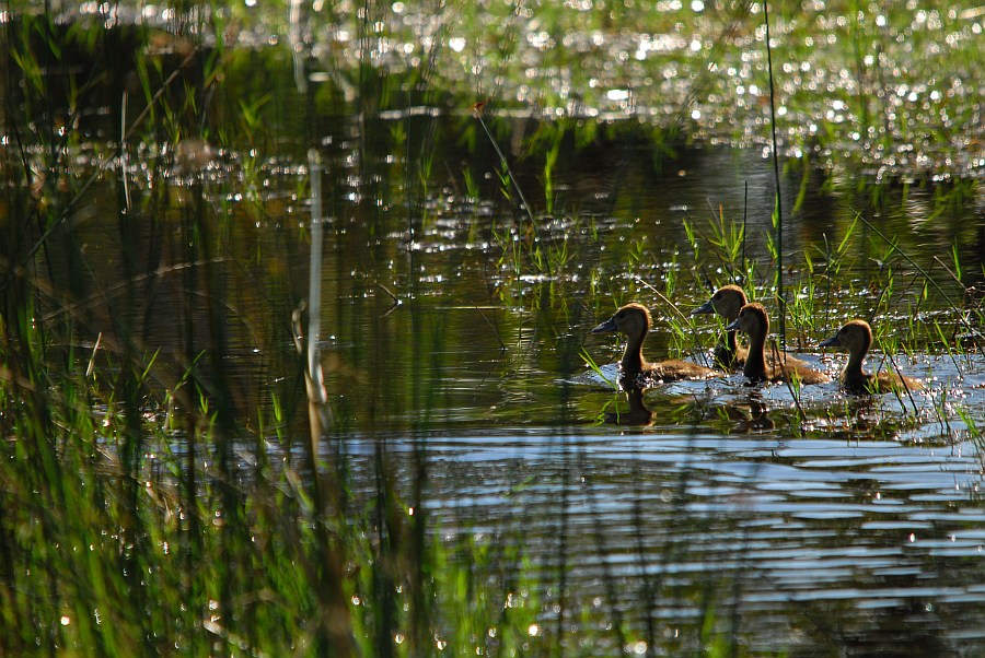 botswana enten