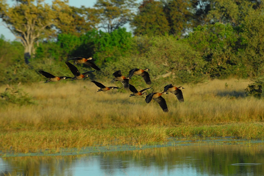botswana gaense