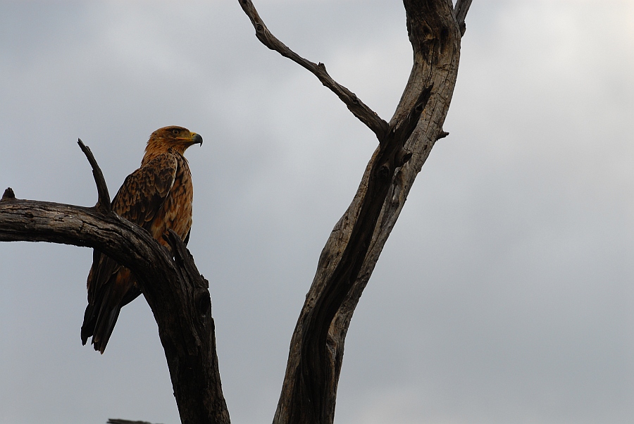 botswana geier