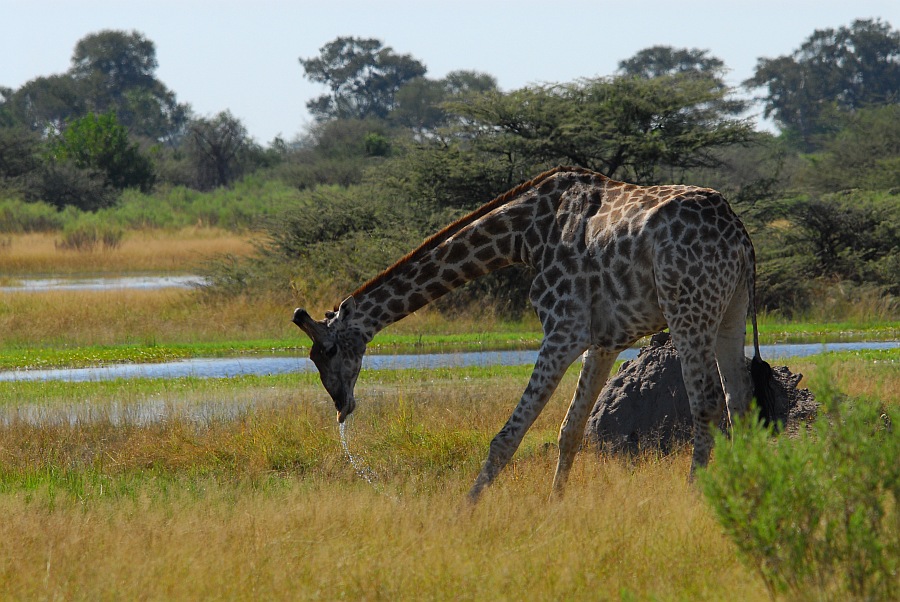 botswana giraffe