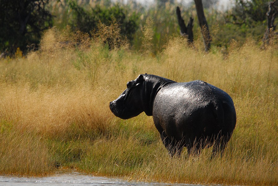 botswana hippo2