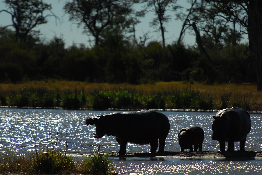 botswana hippos