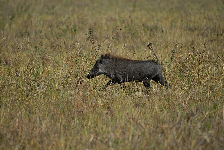 botswana hog