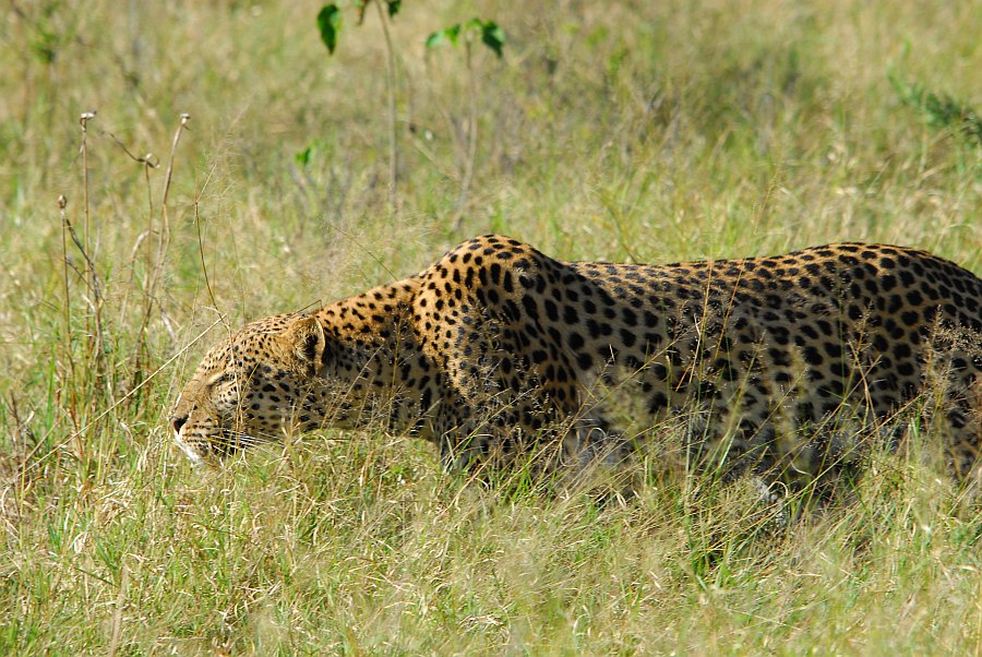 botswana leopard