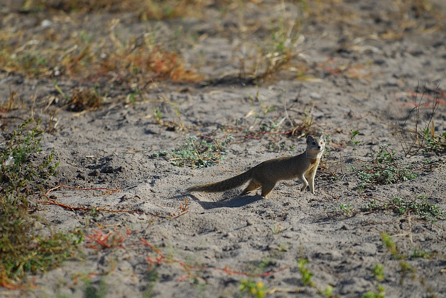 botswana mongoose