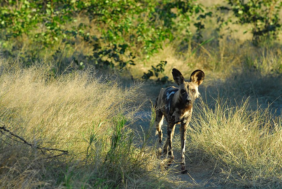 botswana wilderhund
