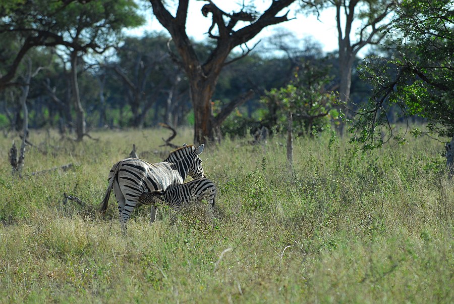 botswana zebras