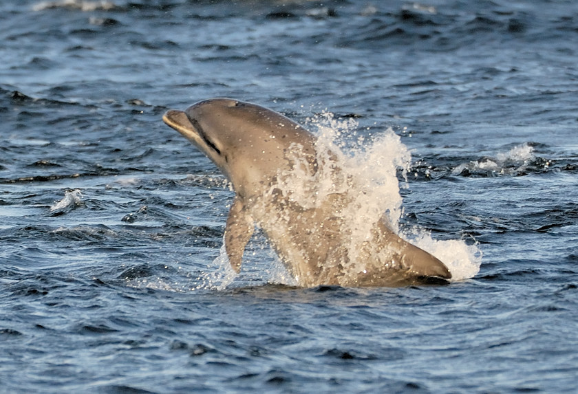 Bottlenose Dolphin Chanonry Point 1