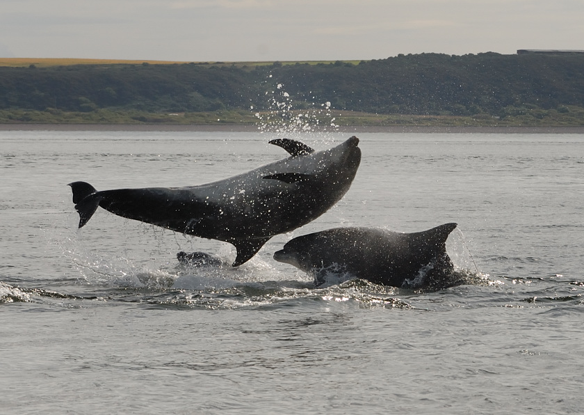 Bottlenose Dolphin Chanonry Point 10