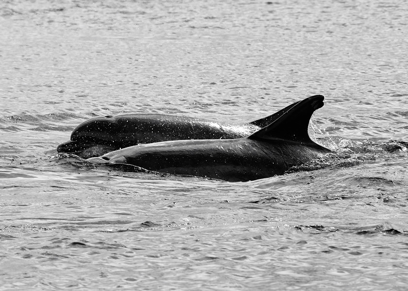 Bottlenose Dolphin Chanonry Point 11