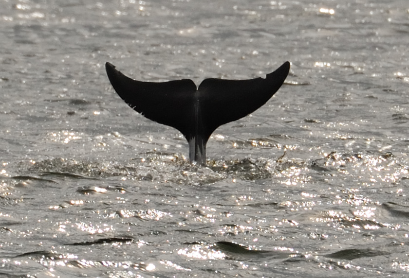 Bottlenose Dolphin Chanonry Point 12