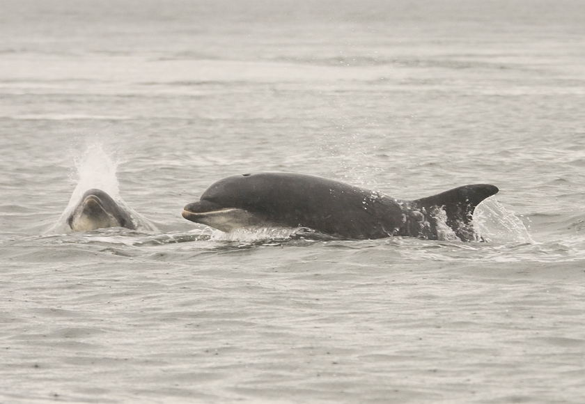 Bottlenose Dolphin Chanonry Point 13