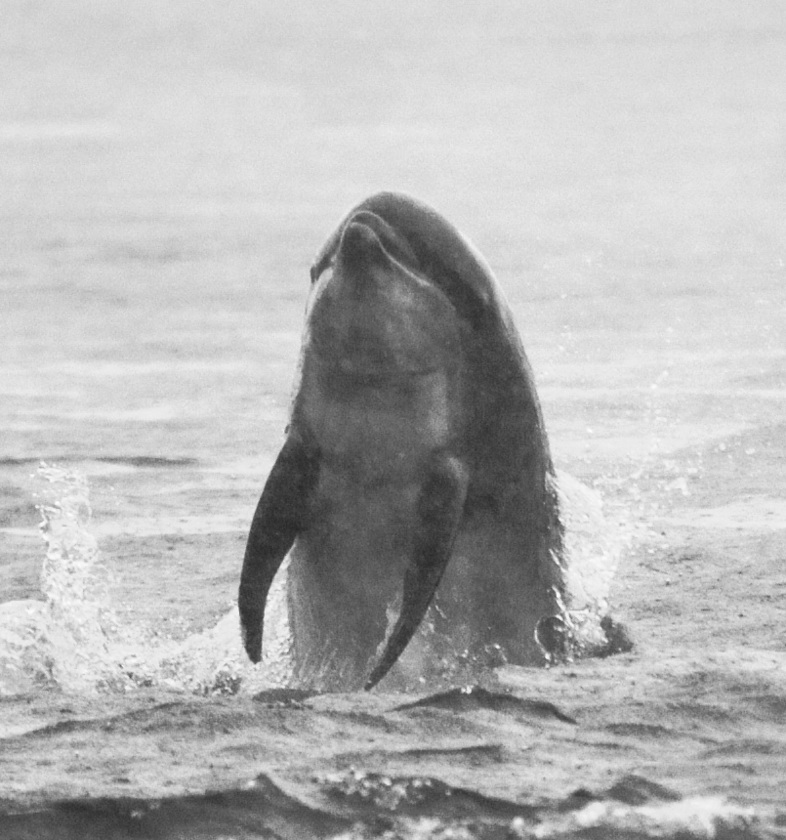 Bottlenose Dolphin Chanonry Point 14