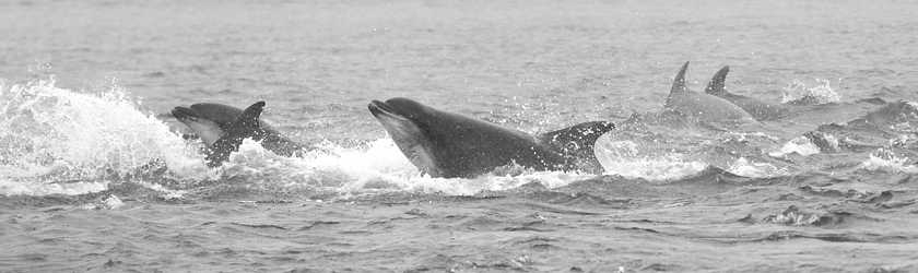 Bottlenose Dolphin Chanonry Point 15