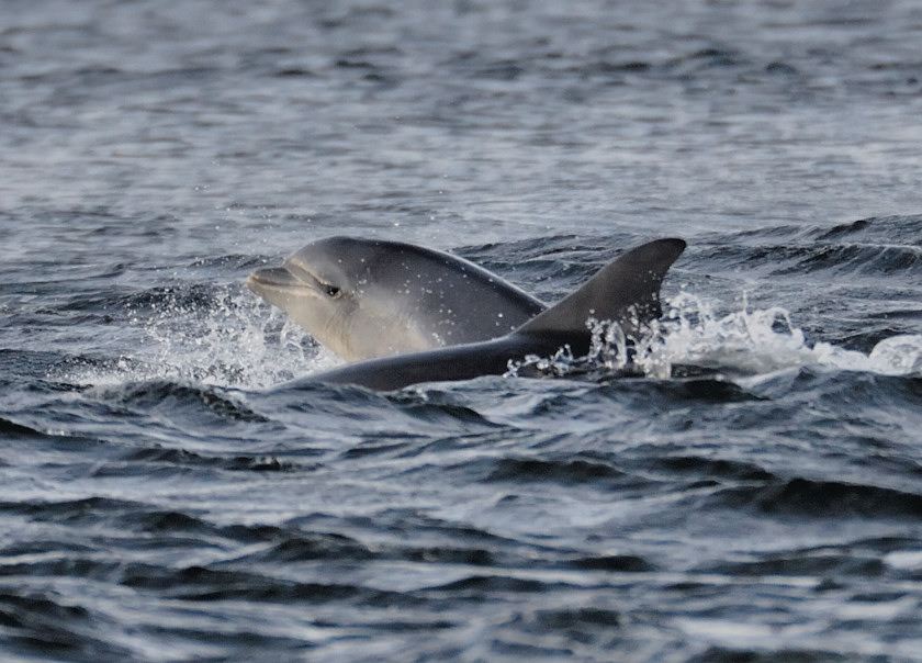 Bottlenose Dolphin Chanonry Point 2