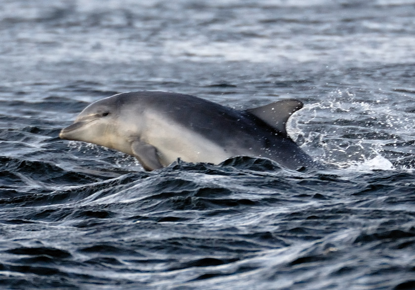 Bottlenose Dolphin Chanonry Point 3