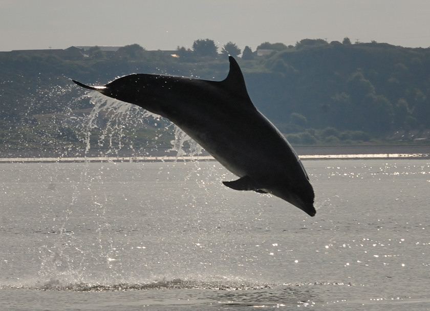 Bottlenose Dolphin Chanonry Point 4