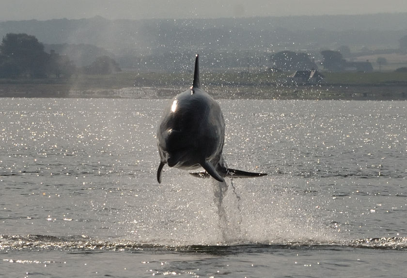 Bottlenose Dolphin Chanonry Point 5
