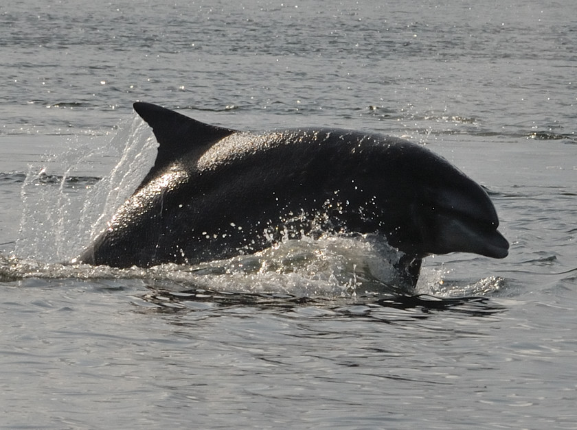 Bottlenose Dolphin Chanonry Point 6
