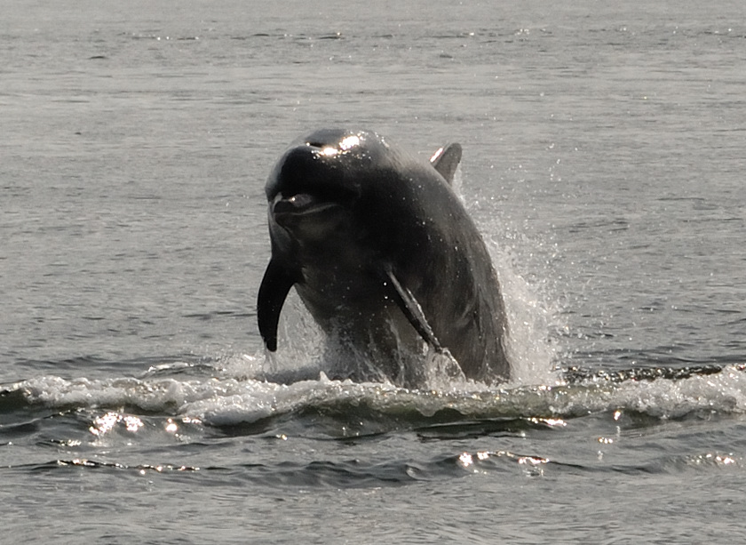 Bottlenose Dolphin Chanonry Point 7