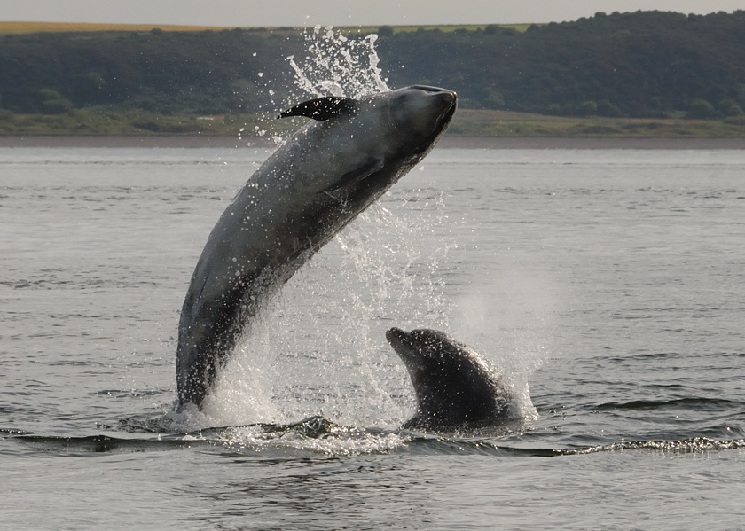 Bottlenose Dolphin Chanonry Point 8