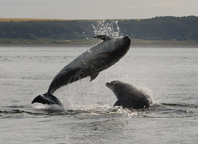 Bottlenose Dolphin Chanonry Point 9